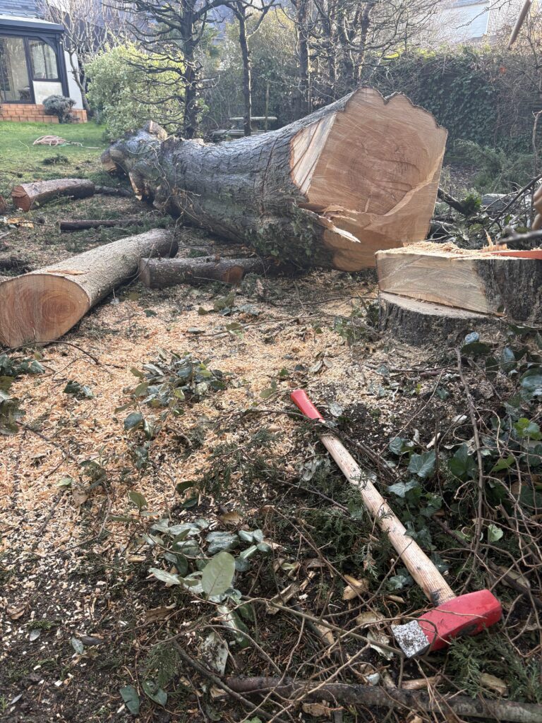 Image de l'abattage d'un arbre