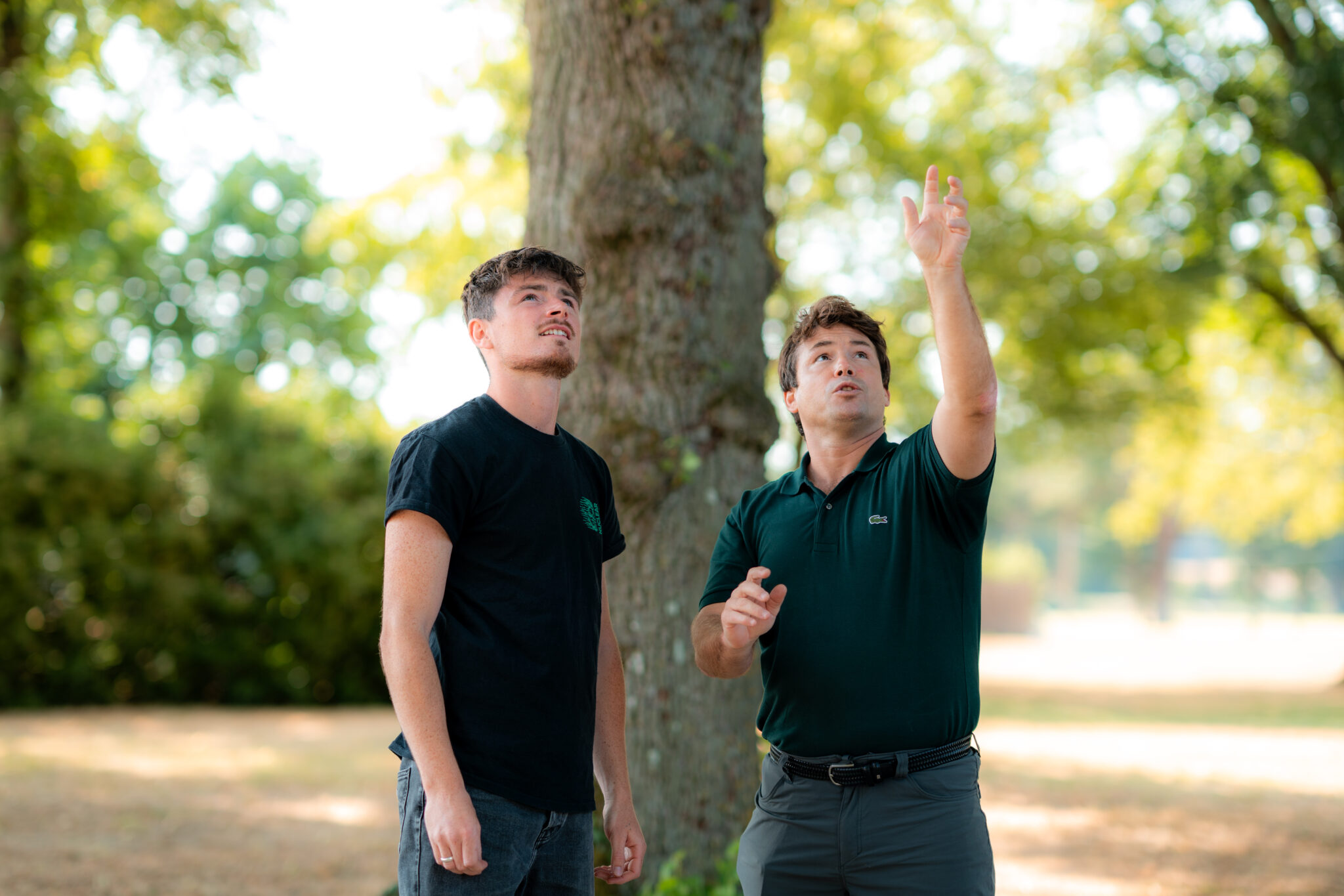 Implantation et renouvellement des arbres